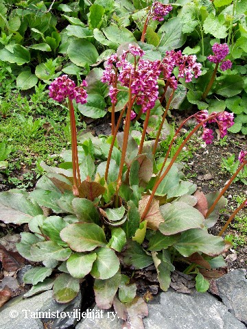 Bergenia crassifolia
